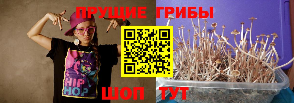 Малоярославец  Псилоцибиновые грибы GOLDEN TEACHER  Вход с VPN  Псилоцибиновые грибы мицелий 